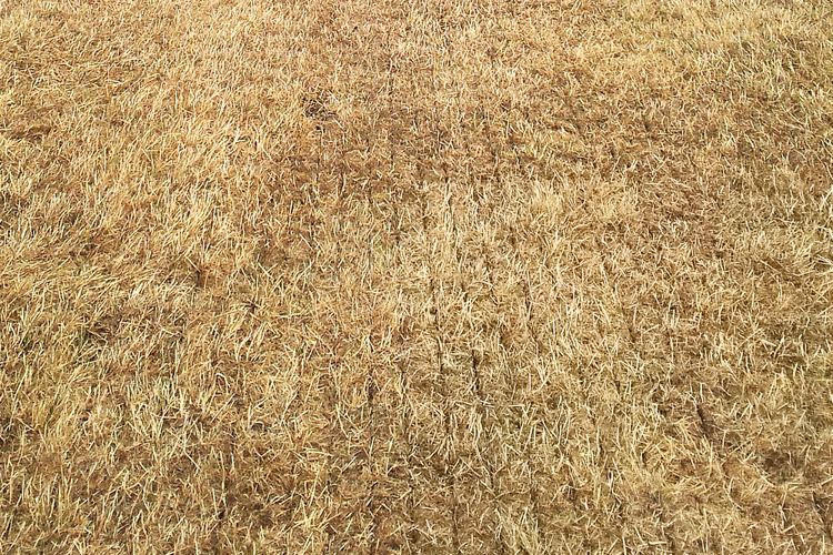 1ste dag na doorzaaien